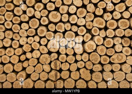 Log wood pile Stock Photo