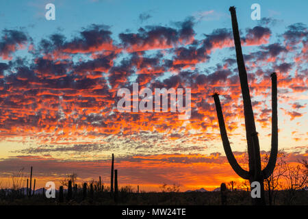 Colorful desert sunset, Tucson Mountain Park, Tucson, Arizona Stock Photo