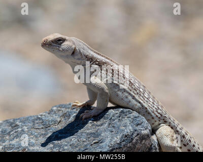 Adult desert iguana, Dipsosaurus dorsalis, basking in the sun in Joshua Tree National Park, California, USA Stock Photo