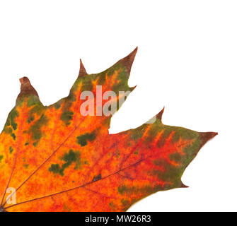 Part of multicolor autumn maple-leaf at corner. Isolated on white background. Close-up view. Stock Photo