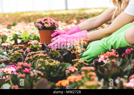 Close-up view of gardeners arranging flowers in greenhouse Stock Photo