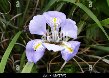 Purple Iris 'unguicularis' Stock Photo