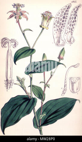 . English: Tricyrtis maculata (as Tricyrtis pilosa) . 17 September 2011. Walter Hood Fitch (1817–1892) 615 Tricyrtis maculata CBM Stock Photo
