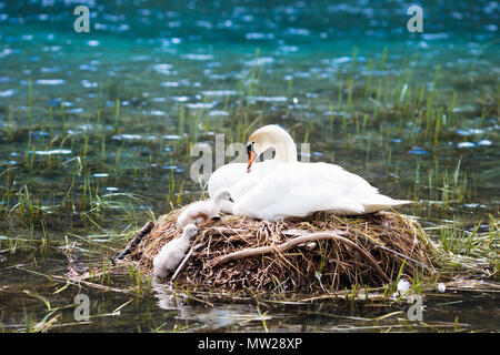 Swan nest in Austrian Alps mountain lake. Mother bird with little baby learning to swim. Wild swans during spring time. Stock Photo