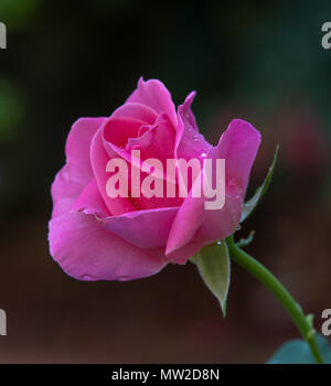 Pink Roses Perth Stock Photo - Alamy