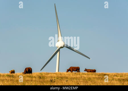 Wind turbines in a field with cows, Cezallier windfarm. Auvergne. France Stock Photo