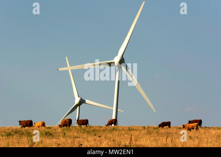 Wind turbines in a field with cows, Cezallier windfarm. Auvergne. France Stock Photo