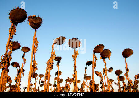 Withered sunflowers heads Stock Photo