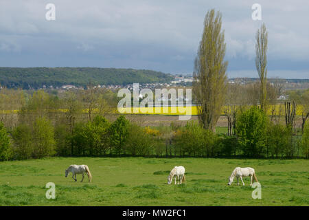 Rural landscape in Notre-Dame-de-Bliquetuit, a town belonging to the regional nature reserve 'Parc Naturel Regional des Boucles de la Seine Normande”, Stock Photo