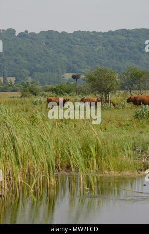 Highland cattle in the nature reserve of Marais-Vernier (northern France), in the Regional Natural Park 'Parc Naturel Regional des Boucles de la Seine Stock Photo