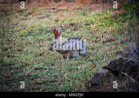 Portrait of a Cape Hare (Lepus capensis) in grassland at dusk, Stock Photo