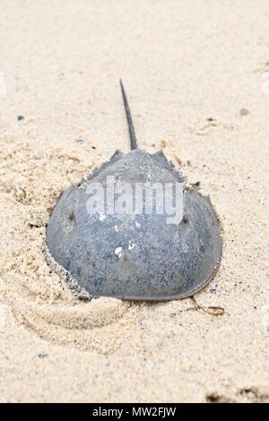 A horseshoe crab (Limulidae) washed up on the beach at the Cape Cod National Seashore Stock Photo