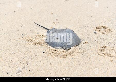 A horseshoe crab (Limulidae) washed up on the beach at the Cape Cod National Seashore Stock Photo