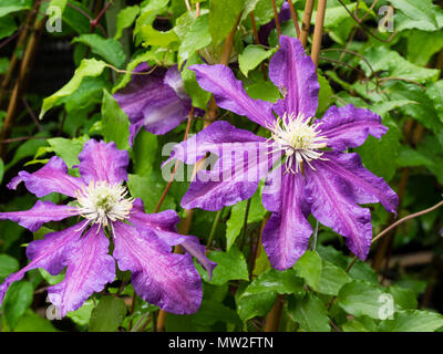 Blue-purple flowers of the group 2 early summer flowering climber, Clematis 'The Vagabond' Stock Photo