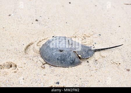 A horseshoe crab (Limulidae) washed up on the beach at the Cape Cod National Seashore Stock Photo