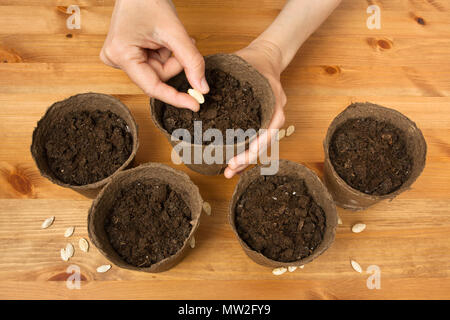 hands planting seeds of squash in the peat pot Stock Photo