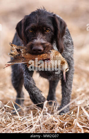 hunting dog german wirehaired pointer carrying a woodcock to the hunter Stock Photo