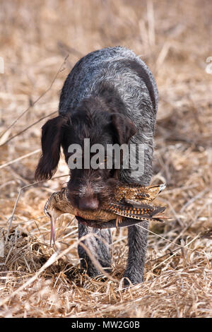 hunting dog german wirehaired pointer with hunting trophy - woodcock Stock Photo