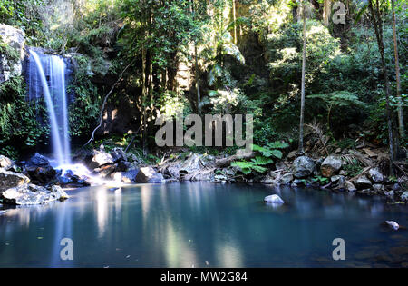 Curtis falls in Tamborine national park, Queensland, Australia. Stock Photo