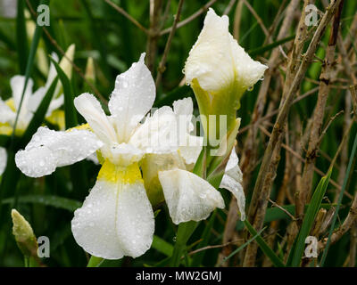 Yellow throated white flowers of the hardy perennial Siberian iris, Iris sibirica 'White Swirl', flowering in early summer Stock Photo