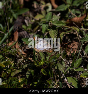 White Peacock butterfly resting in a grassy area Stock Photo - Alamy