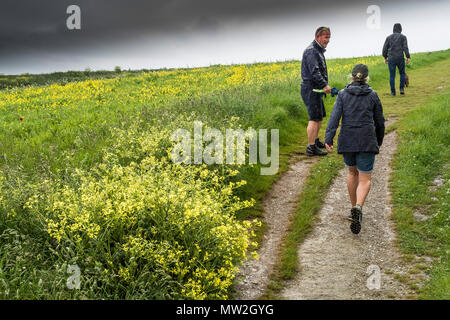 People walking along a footpath in a field of rapeseed Brassica napus and arable field wildflowers.