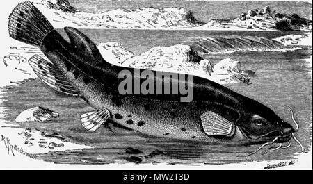 Electric Catfish, Malapterurus electricus Stock Photo - Alamy