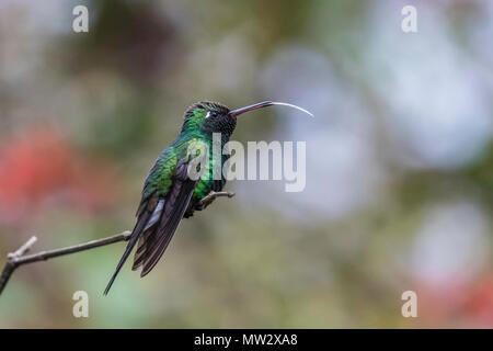 A wild adult Cuban emerald hummingbird, Chlorostilbon ricordii, Zapata National Park, Cuba. Stock Photo