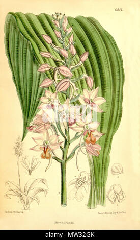 . Illustration of Calanthe sylvatica (as syn. Calanthe natalensis) . 1885. M. S. del. ( = Matilda Smith, 1854-1926), J. N. Fitch lith. ( = John Nugent Fitch, 1840–1927) . Description by Joseph Dalton Hooker (1817—1911) 108 Calanthe sylvatica (as Calanthe natalensis) - Curtis' 111 (Ser. 3 no. 41) pl. 6844 (1885) Stock Photo
