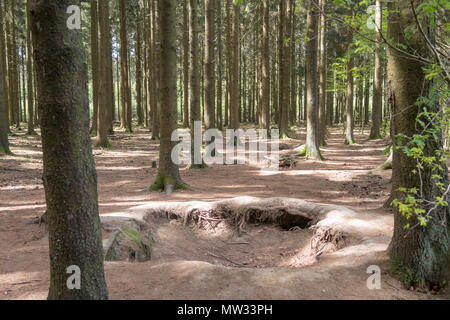 Bois Jacques foxholes in the Ardennes forest near Foy Belgium Stock Photo