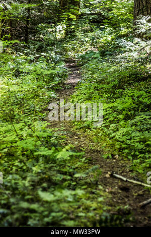 Footpaths are quickly overgrown in the temperate rain forest of the Oregon mountains. Stock Photo