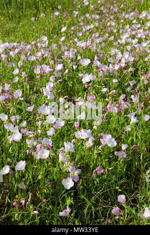 Showy Primrose (Oenothera speciosa)  grow in flocks across a country field near Dobbin, Montgomery County, Texas. Stock Photo