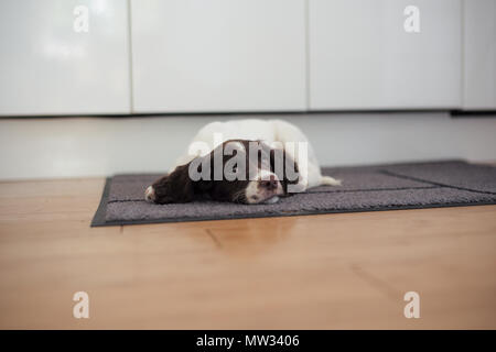 A English springer spaniel puppy lays on the floor on a kitchen mat in a sulk. Stock Photo