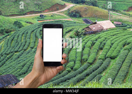Hand holding black smartphone with white screen for mock up on Tea Plantation or tea farm. Stock Photo