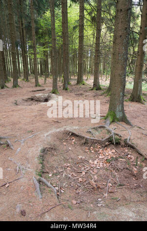 Bois Jacques foxholes in the Ardennes forest near Foy Belgium Stock Photo