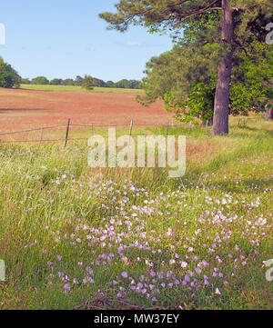 Rural Field, Montgomery County, Texas. Stock Photo