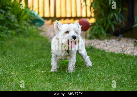 West Highland terrier happy in the garden with tongue out. Stock Photo