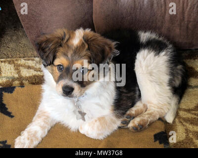 Bright Eyed Tri-color Mini Aussie Puppy Portrait on Carpet Stock Photo