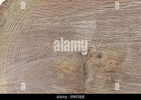 Slice of a fallen oak tree that fell during an early Spring storm, showing the interior growth rings and knots inside. Stock Photo