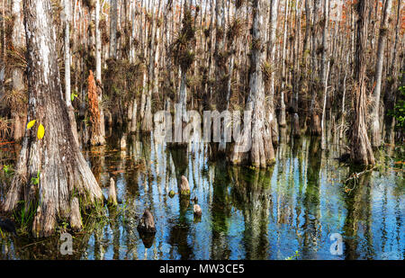 Typical cypress forest in Everglades National Park, Florida Stock Photo