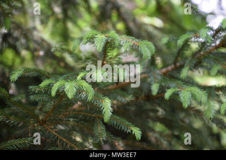conifer with new shoots on branches in early spring Stock Photo