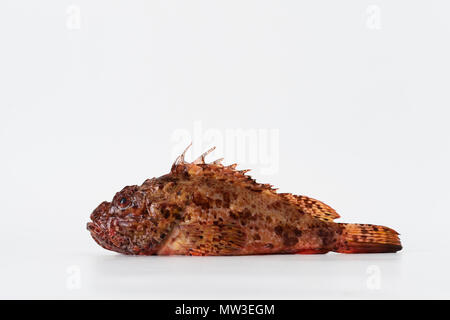 Red Scorpionfish against White Background, Space for Copy. Stock Photo