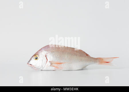 Seafood and Fish in a Flatlay on White Background. Clams, Oysters, CrayFish, Red Scorpionfish and Seabream. Stock Photo