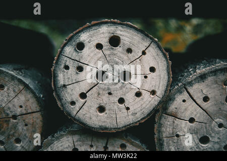 abstract texture with holes in a tree stump Stock Photo