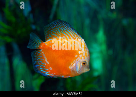 exotic aquarium background  with orange and blue discus fish Stock Photo