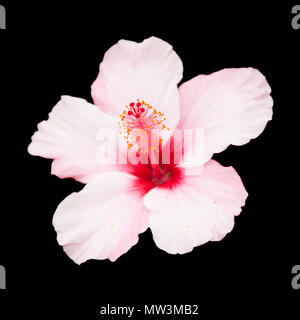 pale pink Hibiscus flower isolated on black background Stock Photo