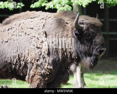 Focus on wonderful european bison looks and stands alone on sandy ground in enclosure at city of Pszczyna in Poland Stock Photo
