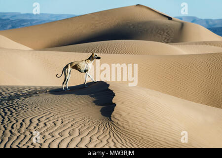 A brown Sloughi dog (Arabian greyhound) stands on top of a sand dune in the Sahara desert of Morocco. Stock Photo