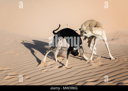 Two Sloughi dogs (Arabian greyhound) play in the sand dunes in the Sahara desert of Morocco. Stock Photo