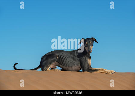 A black Sloughi dog (Arabian greyhound) on top of a sand dune in the Sahara desert of Morocco. Stock Photo
